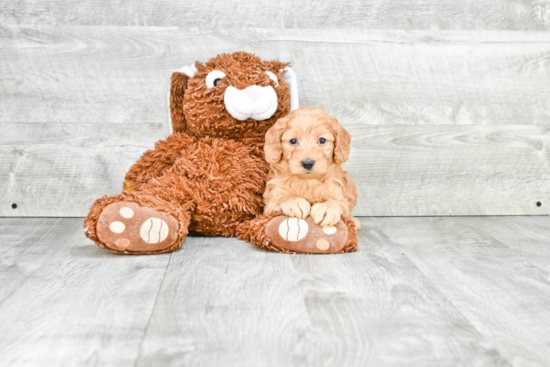 Popular Mini Goldendoodle Poodle Mix Pup