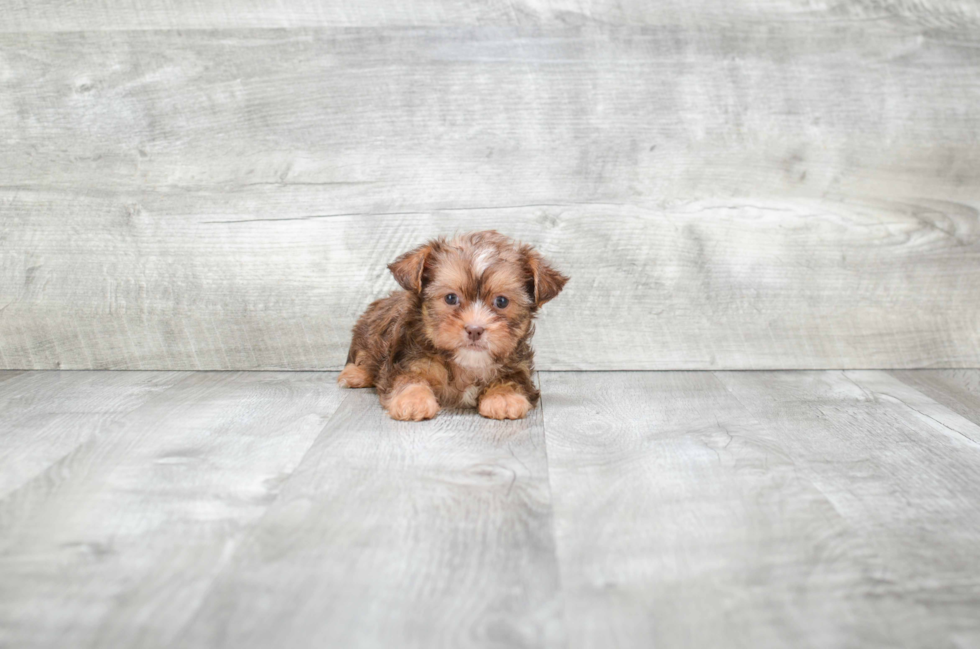 Shorkie Puppy for Adoption