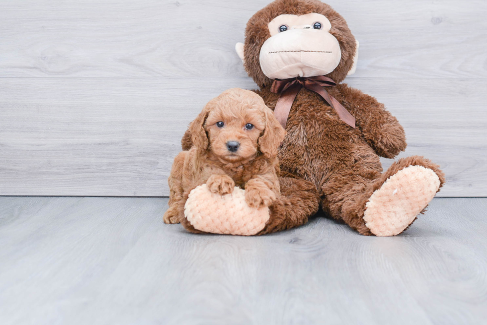 Best Mini Goldendoodle Baby