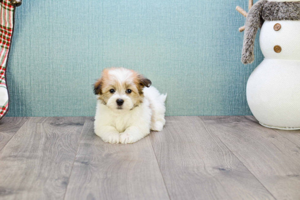 Petite Havanese Purebred Puppy