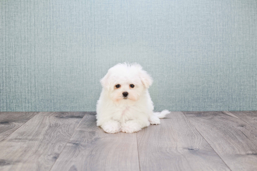 Funny Maltipoo Poodle Mix Pup