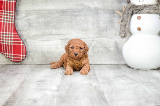 Petite Mini Goldendoodle Poodle Mix Pup