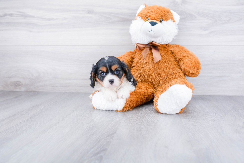 Small Cavalier King Charles Spaniel Purebred Pup