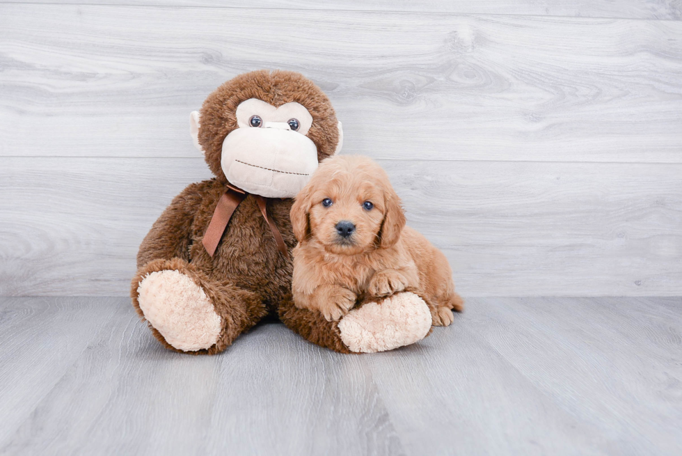 Happy Mini Goldendoodle Baby