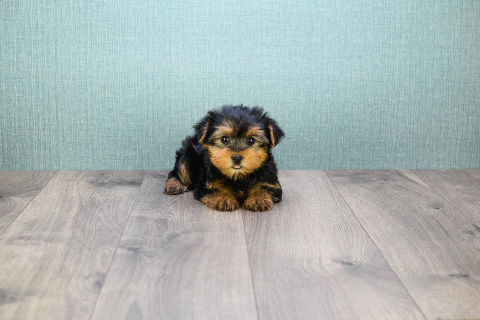 Meet Bella - our Yorkshire Terrier Puppy Photo 