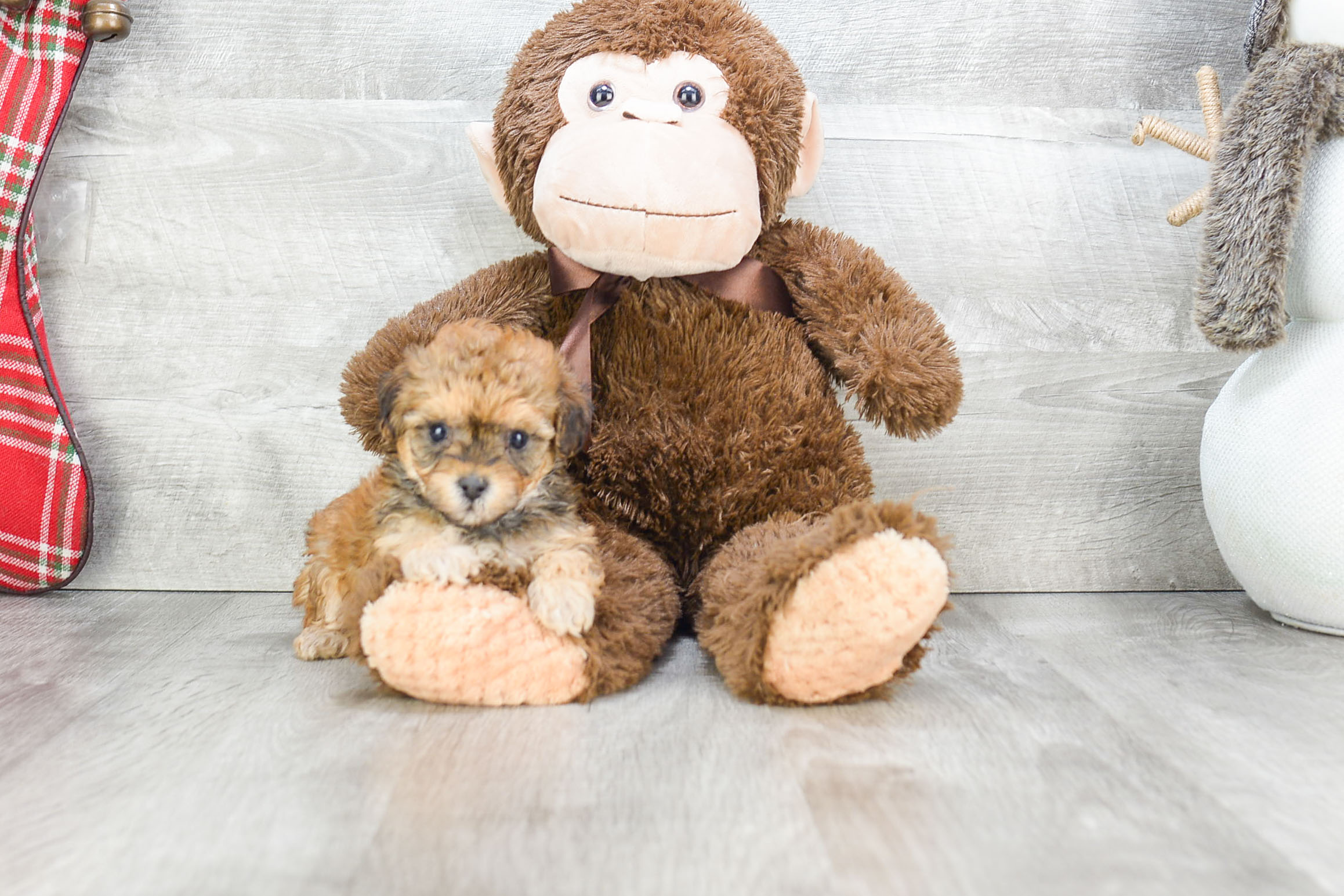Havanese Puppy for Adoption
