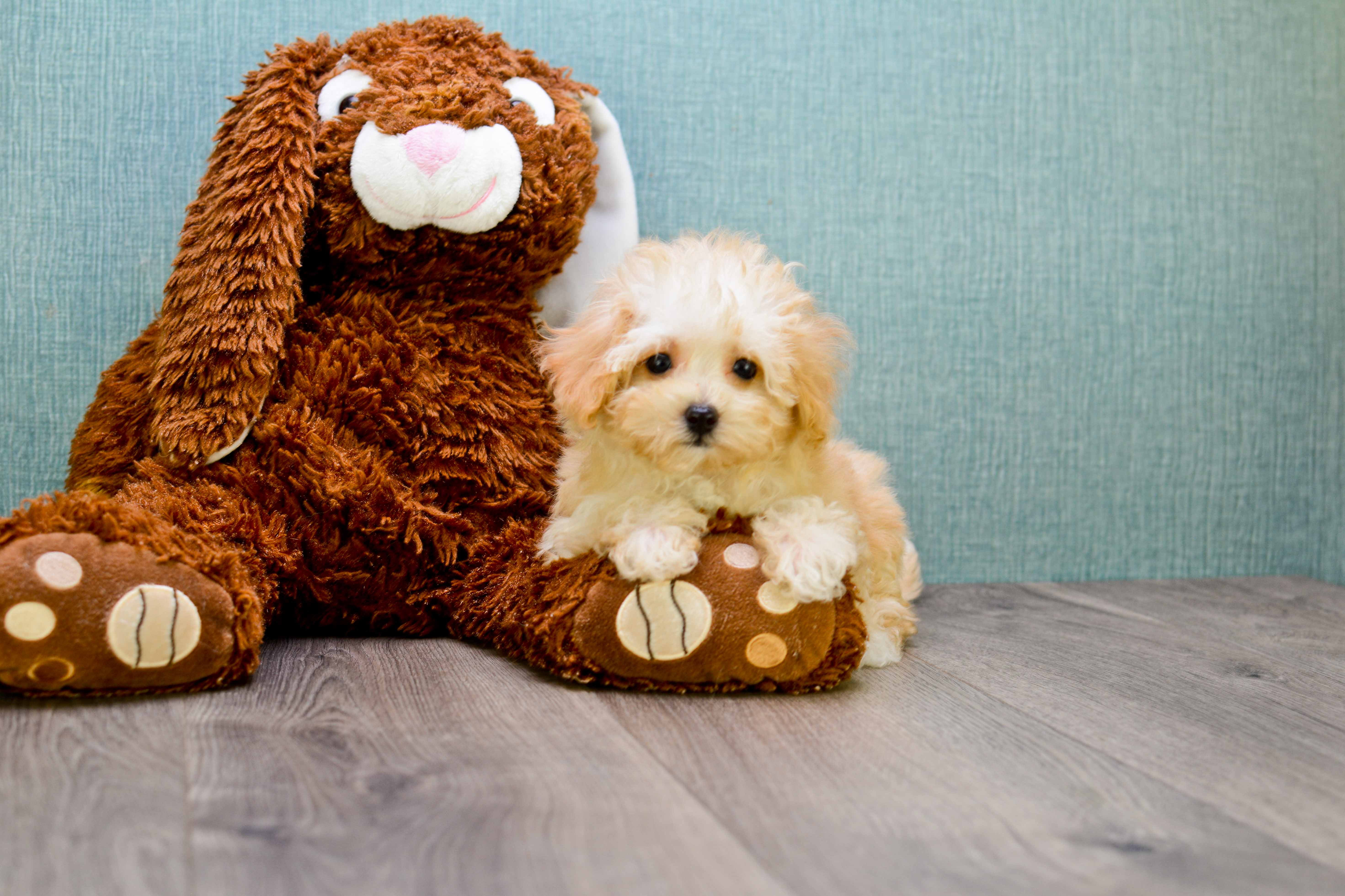 Playful Maltepoo Poodle Mix Puppy