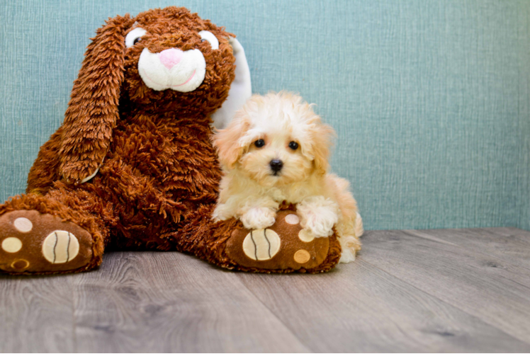 Playful Maltepoo Poodle Mix Puppy