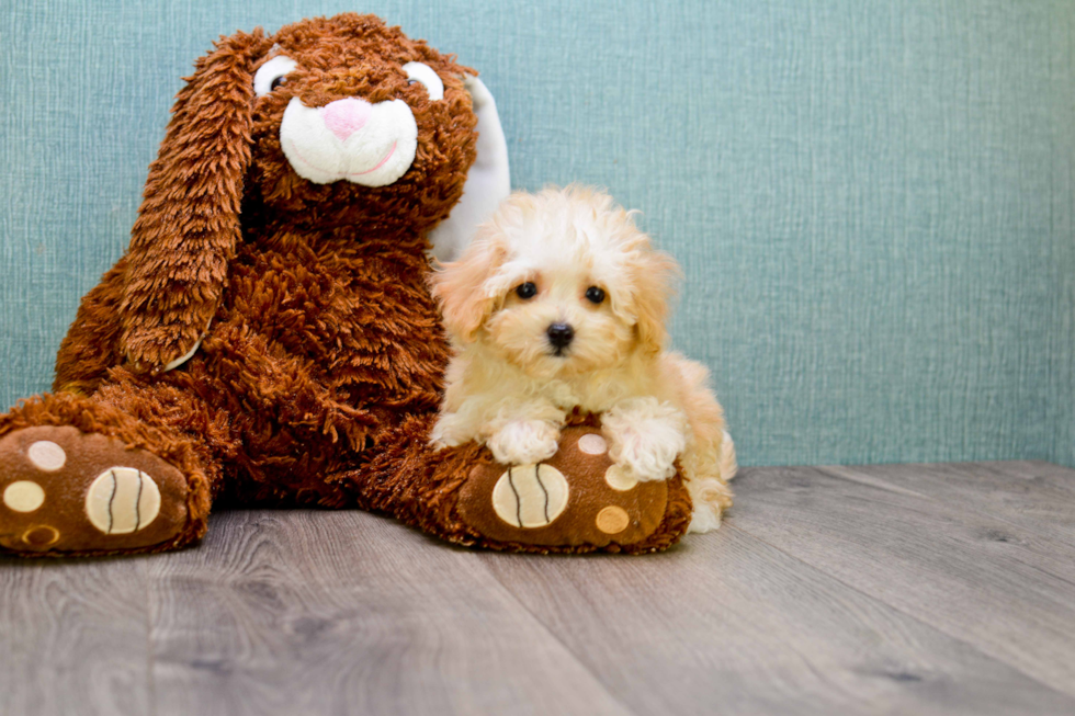 Playful Maltepoo Poodle Mix Puppy