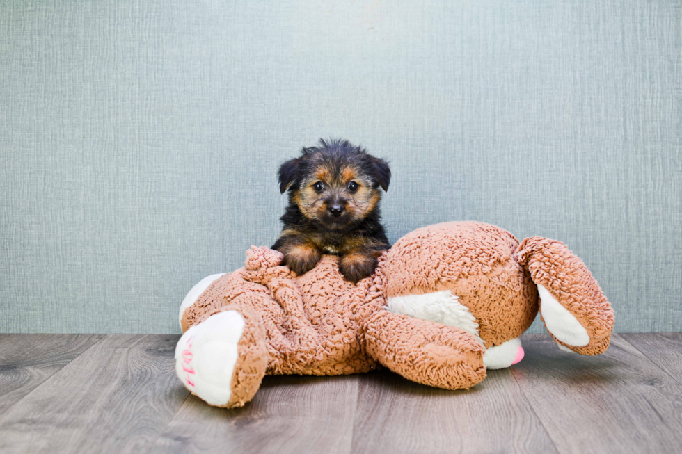 Meet Steph - our Yorkshire Terrier Puppy Photo 