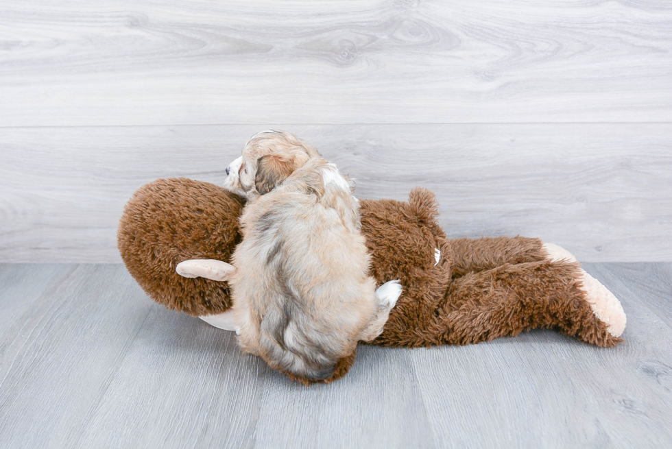 Mini Aussiedoodle Puppy for Adoption