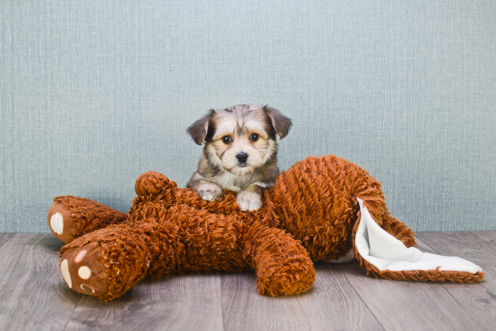 Best Morkie Baby