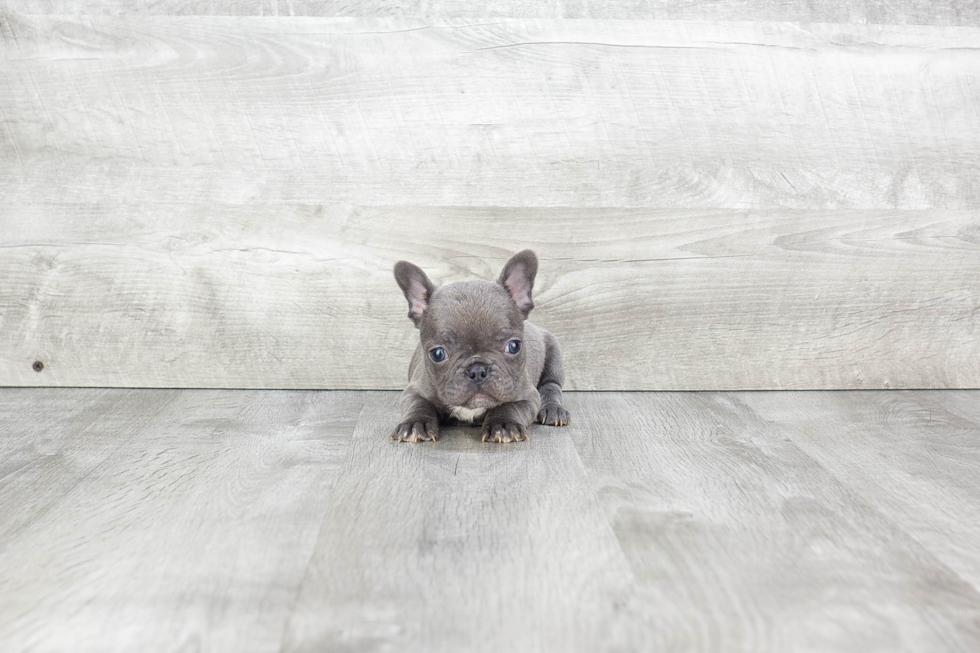 Fluffy Frenchie Purebred Puppy