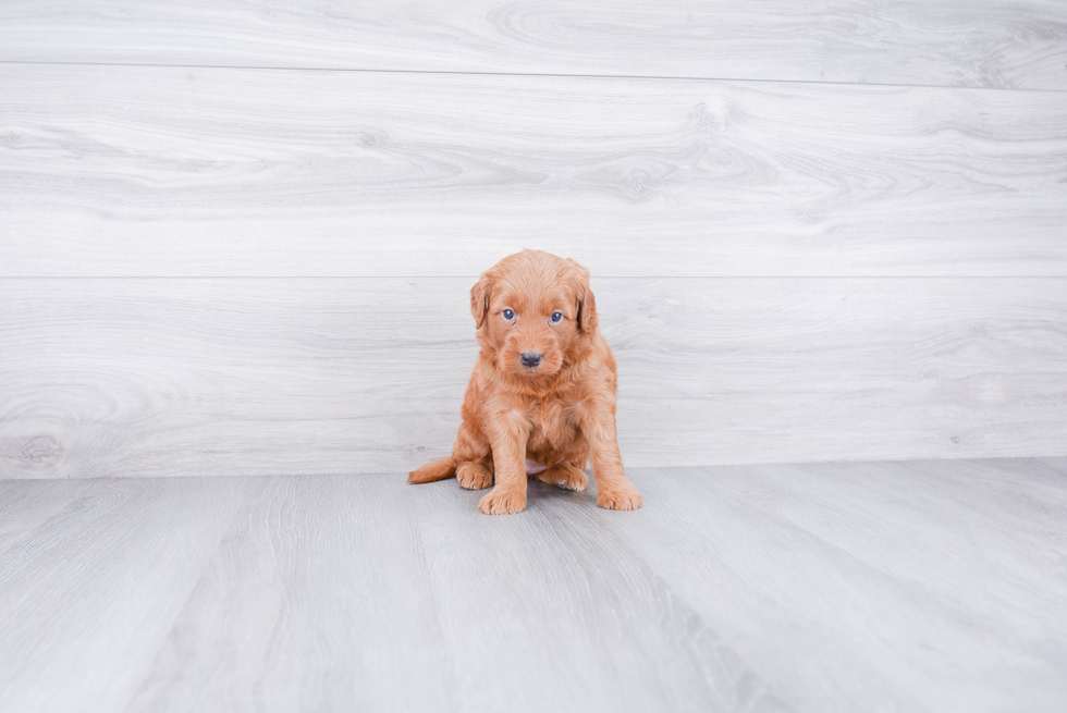 Best Mini Goldendoodle Baby