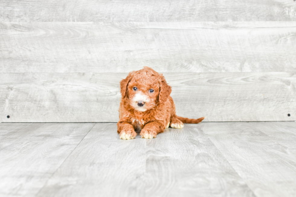 Mini Goldendoodle Puppy for Adoption