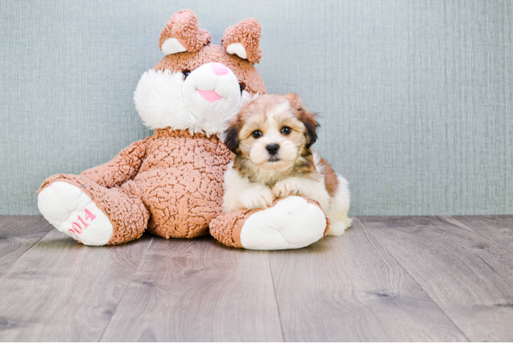 Fluffy Teddy Bear Designer Pup