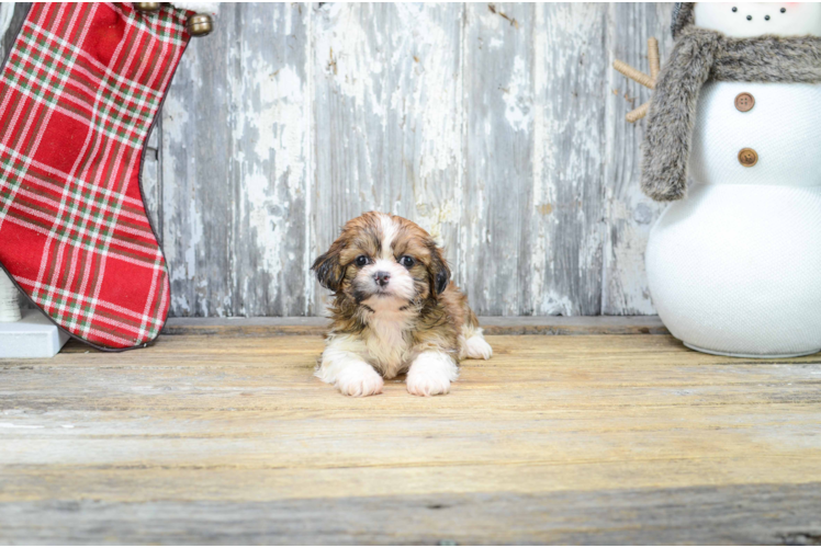 Teddy Bear Pup Being Cute