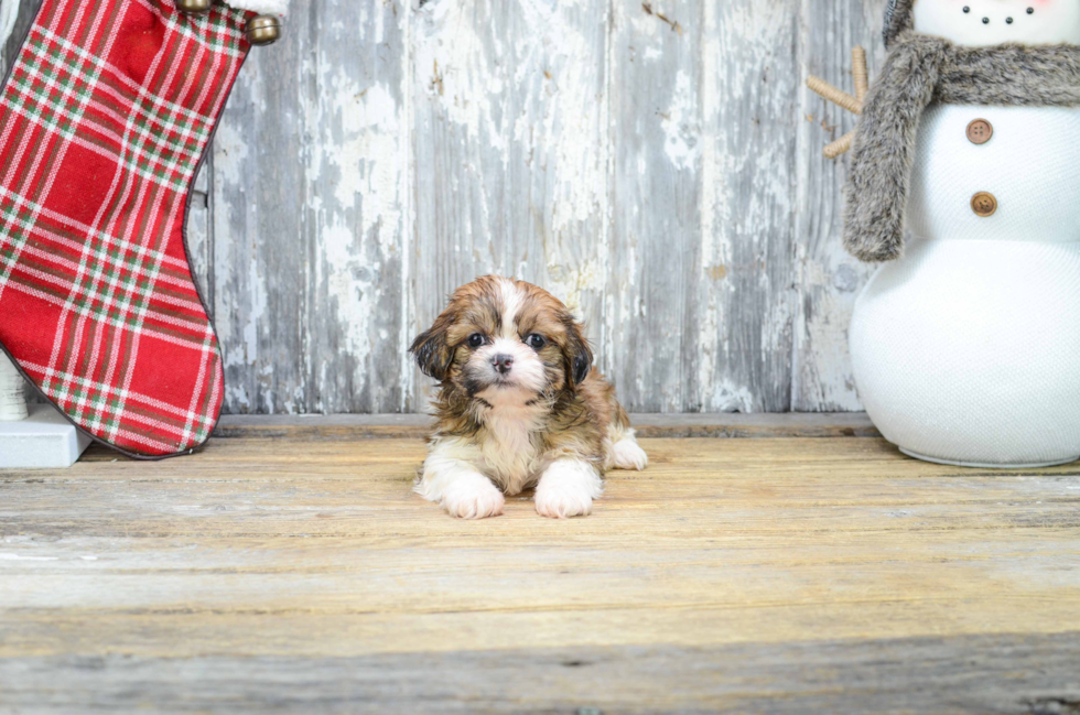 Teddy Bear Pup Being Cute