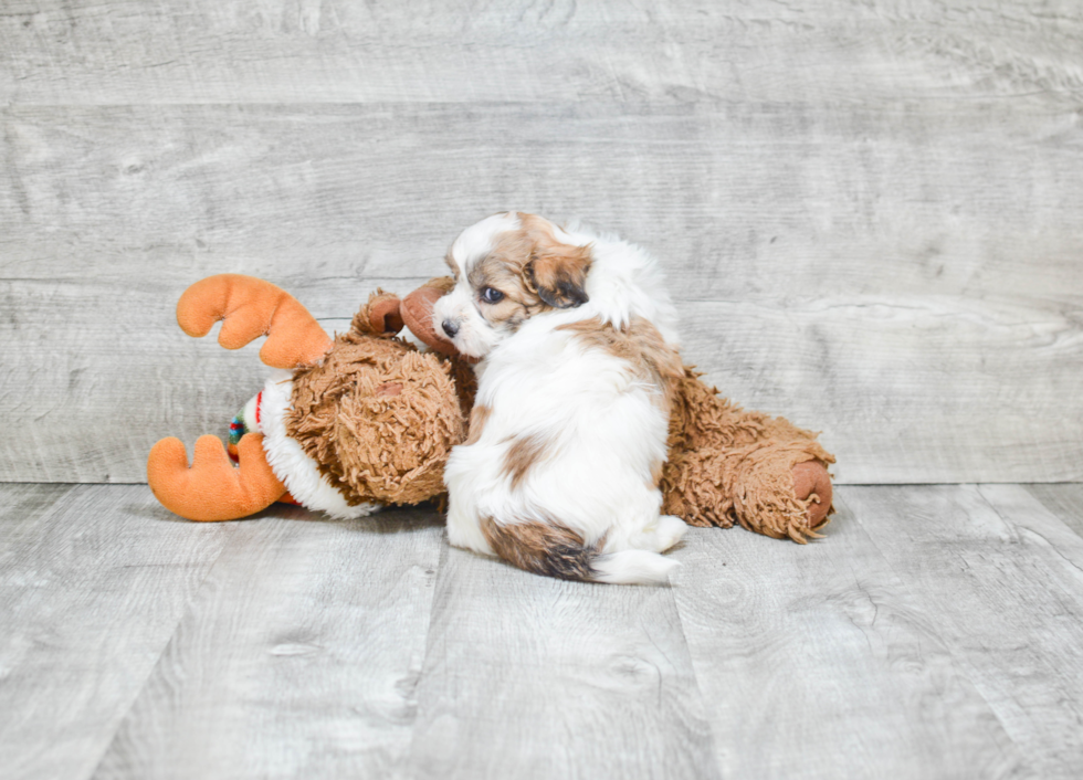 Popular Teddy Bear Designer Pup