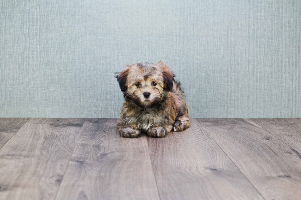 Popular Havanese Purebred Pup