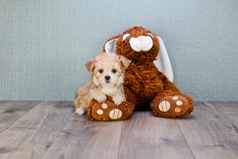 Adorable Yorkie Designer Puppy