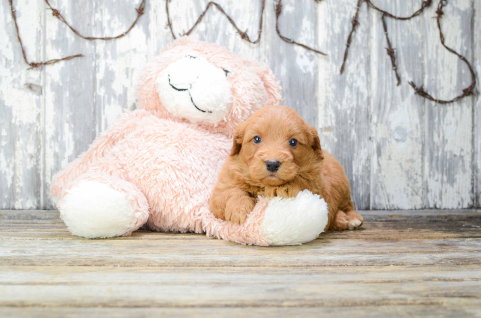 Best Mini Goldendoodle Baby