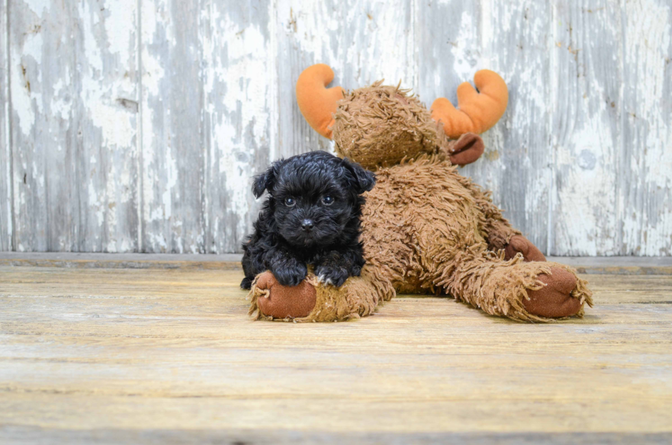 Sweet Maltipoo Baby