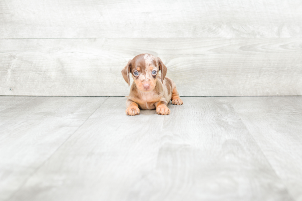 Cute Dachshund Baby