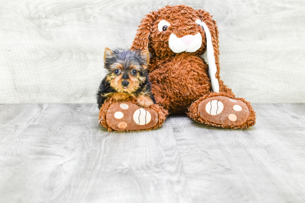 Meet Roscoe - our Yorkshire Terrier Puppy Photo 