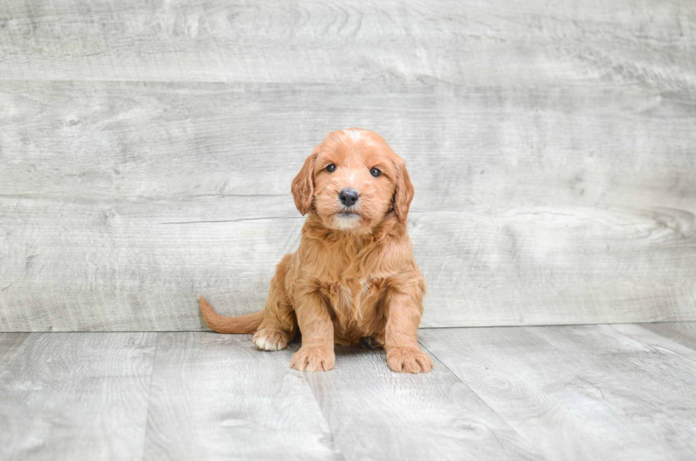 Best Mini Goldendoodle Baby