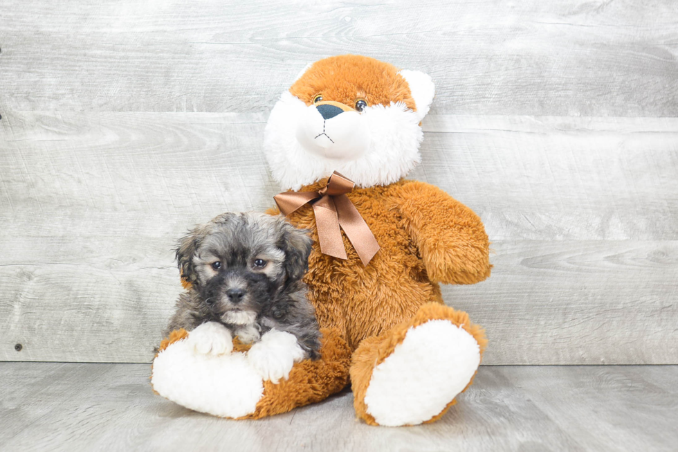 Havanese Pup Being Cute