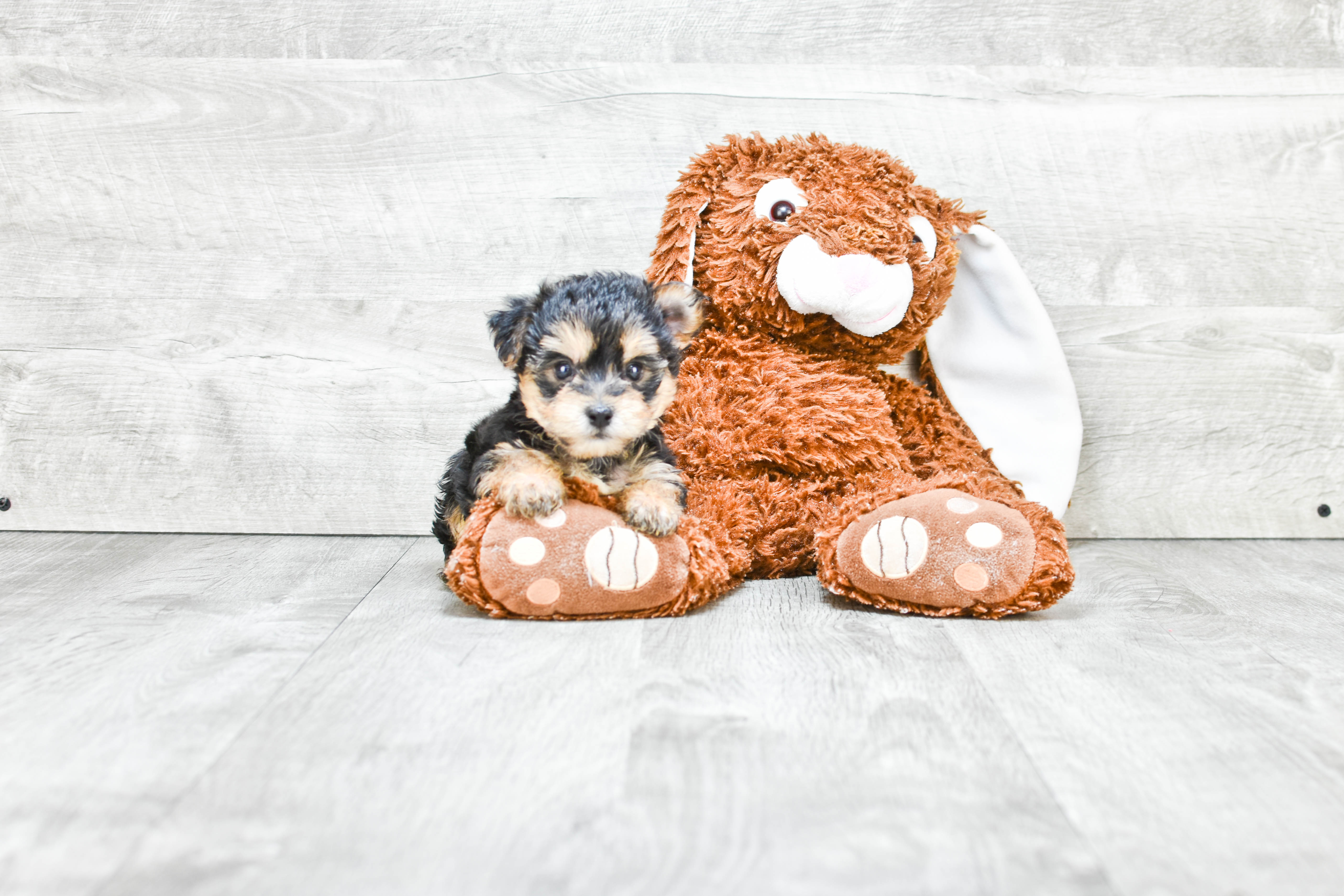 Morkie Pup Being Cute
