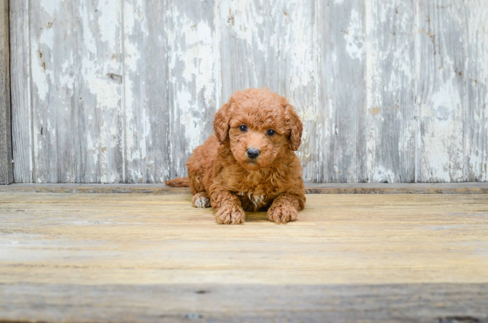 Best Mini Goldendoodle Baby