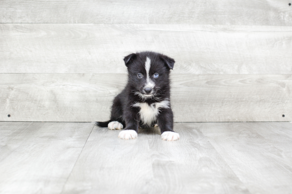 Pomsky Pup Being Cute