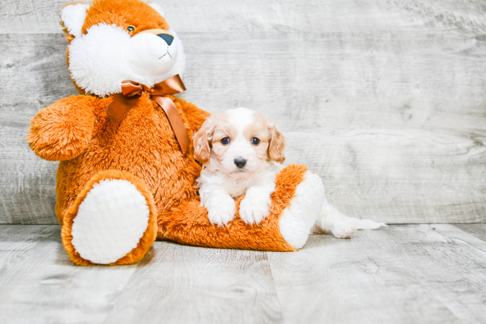 Sweet Cavapoo Baby