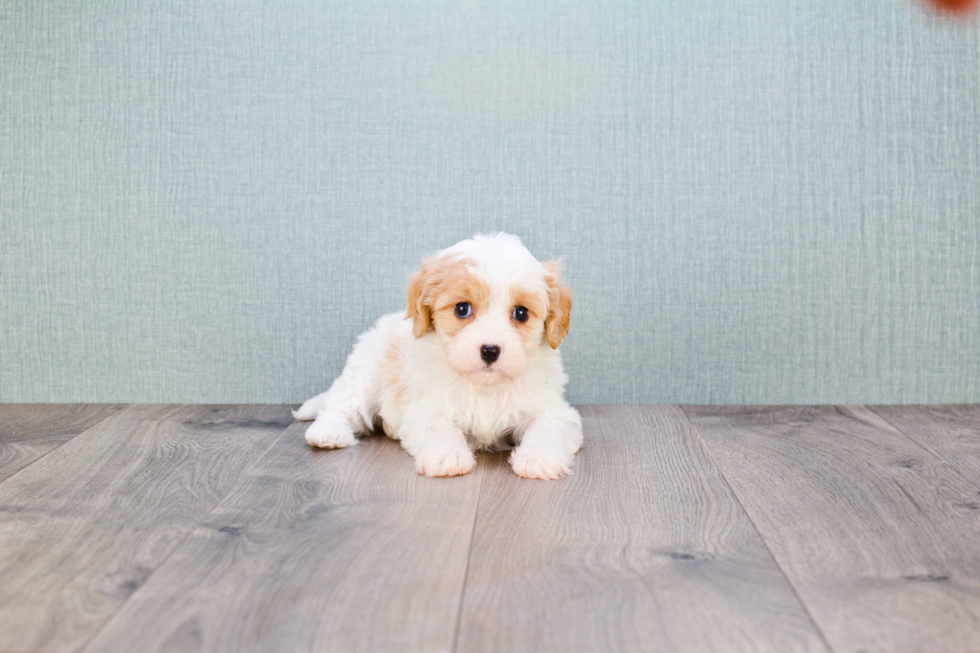 Cavachon Pup Being Cute