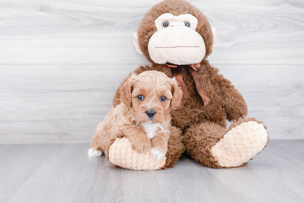 Funny Cavapoo Poodle Mix Pup