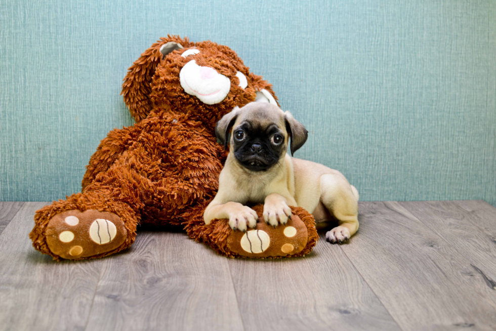 Pug Pup Being Cute