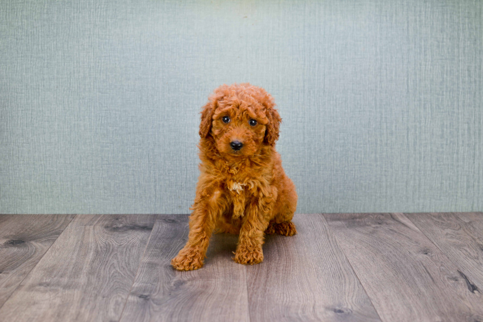 Mini Goldendoodle Puppy for Adoption