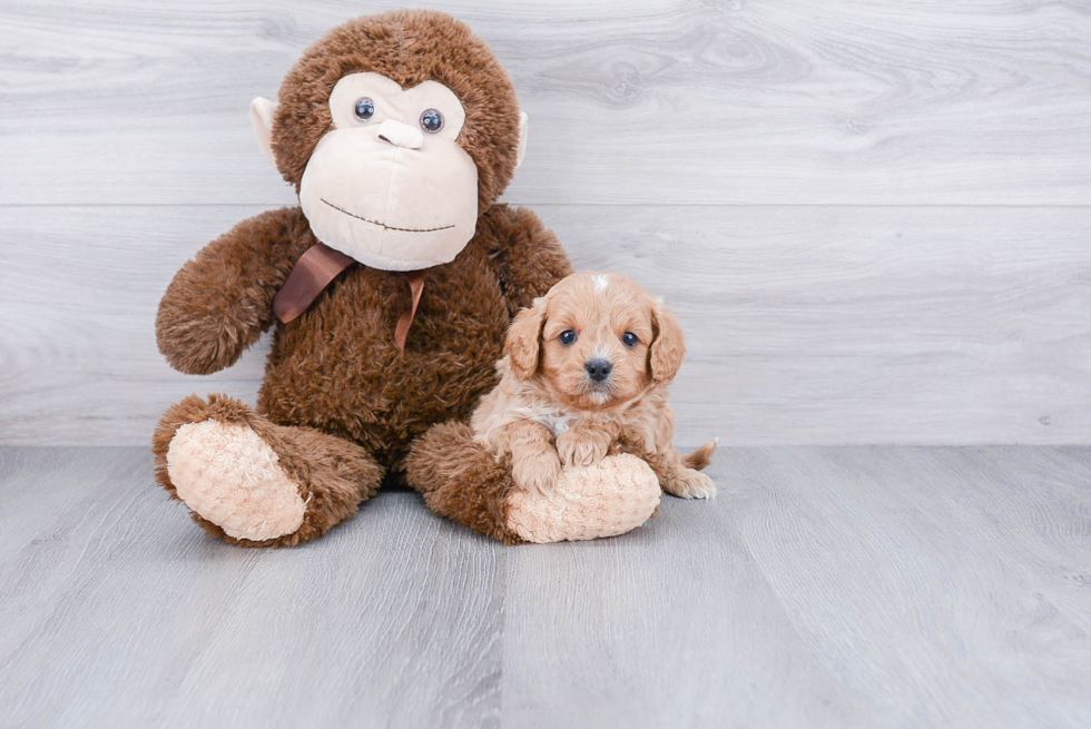 Fluffy Cavapoo Poodle Mix Pup