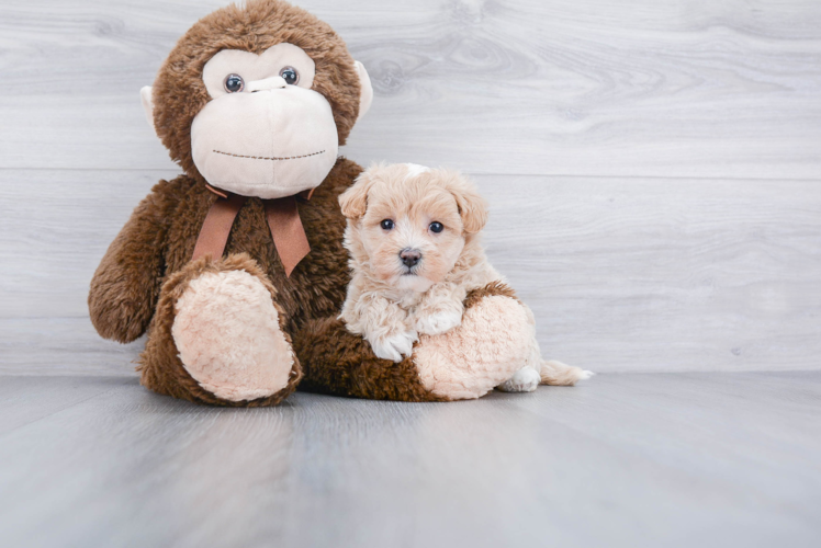 Adorable Maltese Poodle Poodle Mix Puppy