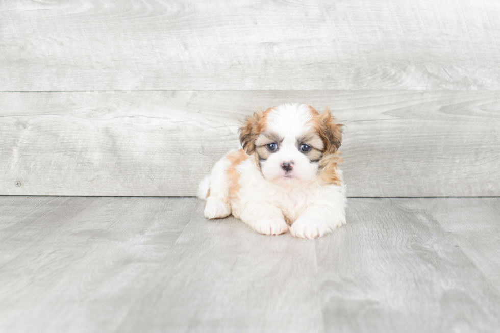 Teddy Bear Pup Being Cute