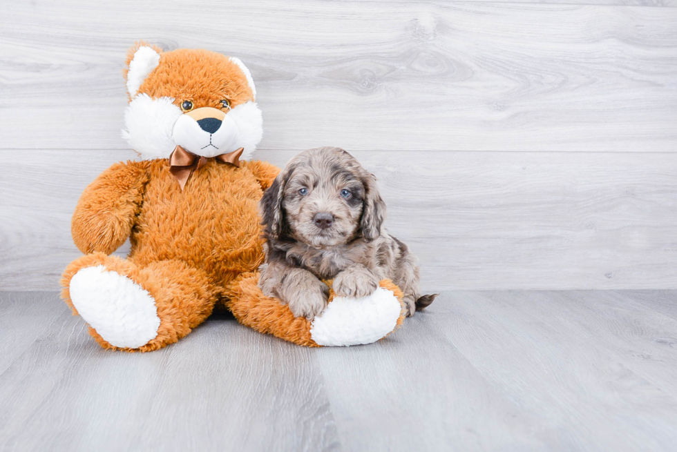 Funny Mini Goldendoodle Poodle Mix Pup