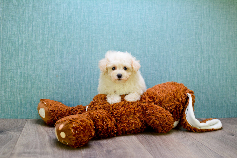 Small Maltipoo Baby