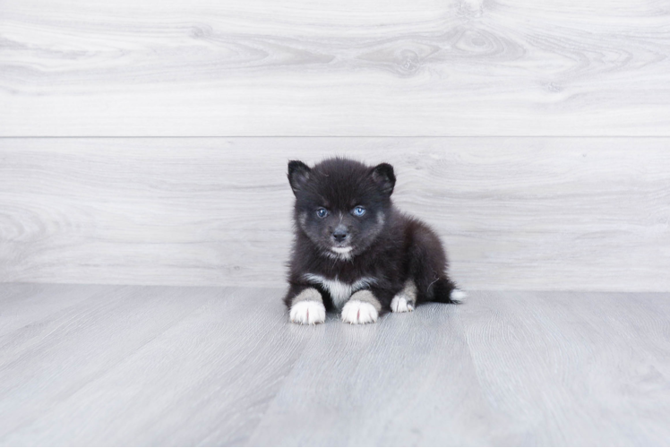 Happy Pomsky Baby