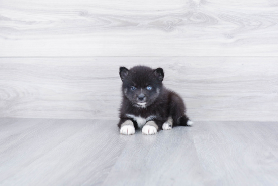 Happy Pomsky Baby