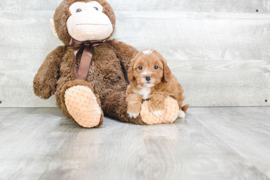 Best Cavapoo Baby