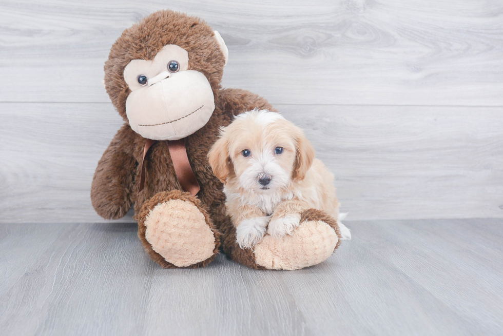 Maltipoo Pup Being Cute