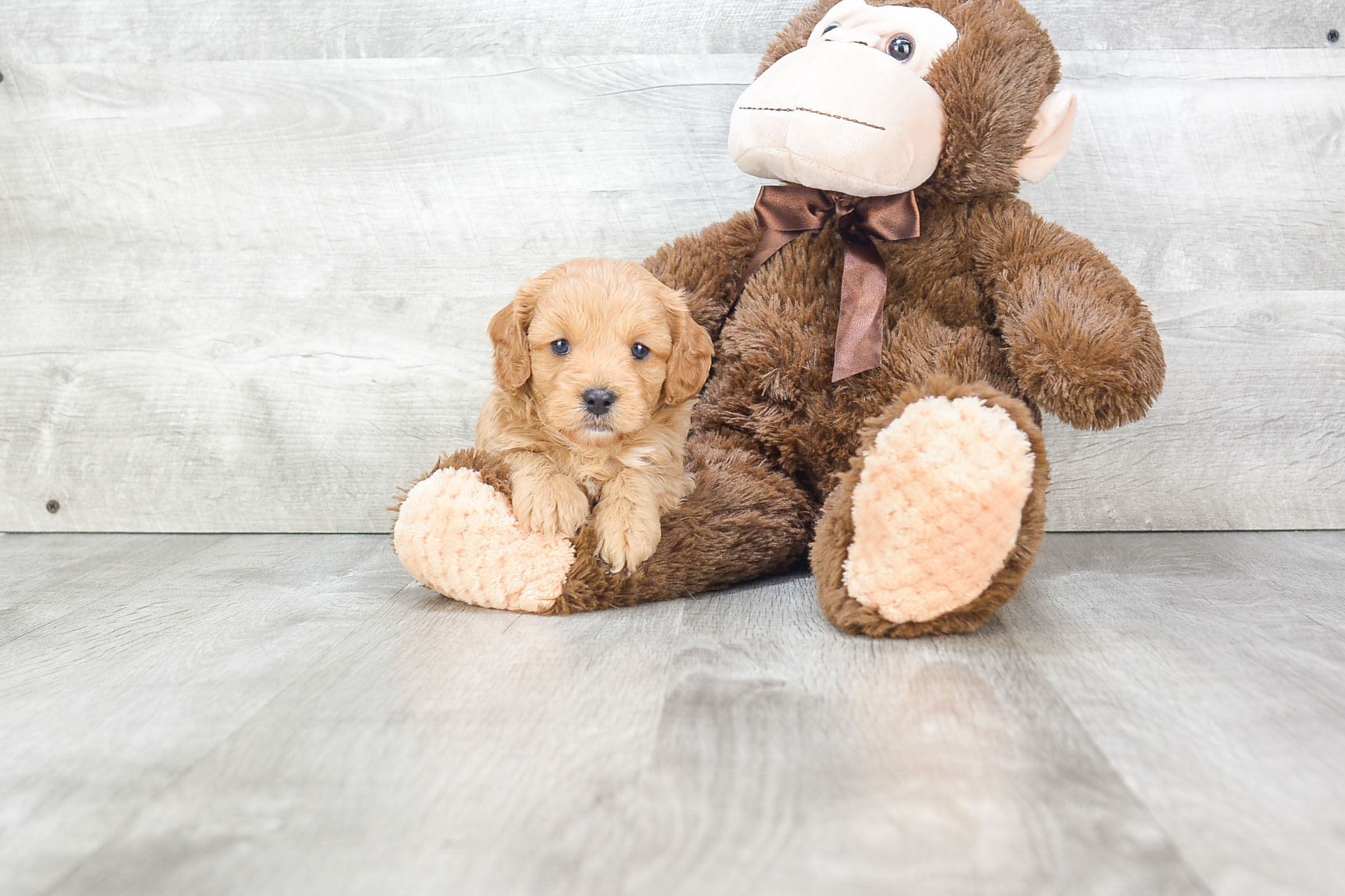 Popular Cavapoo Poodle Mix Pup