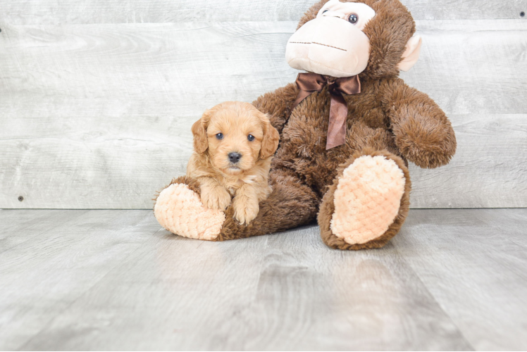 Popular Cavapoo Poodle Mix Pup